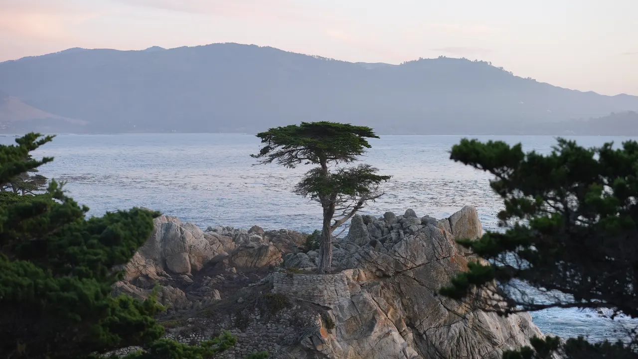 The Lone Cypress on its rock above the sea at Pebble Beach.